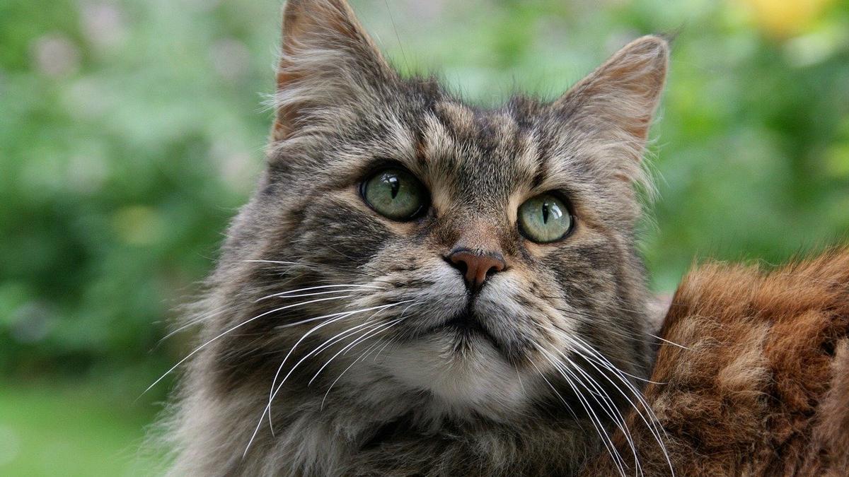 Gato de la raza Maine Coon.