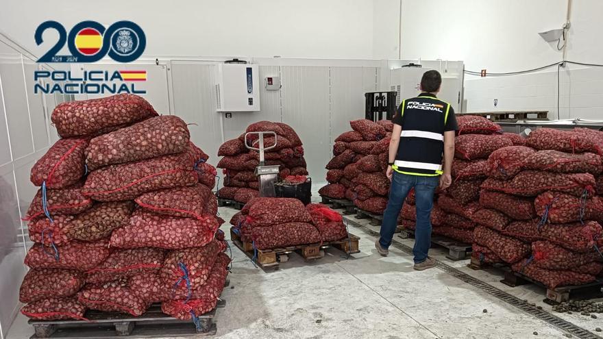 Decomisados 1.700 kilos de almeja portuguesa ilegal