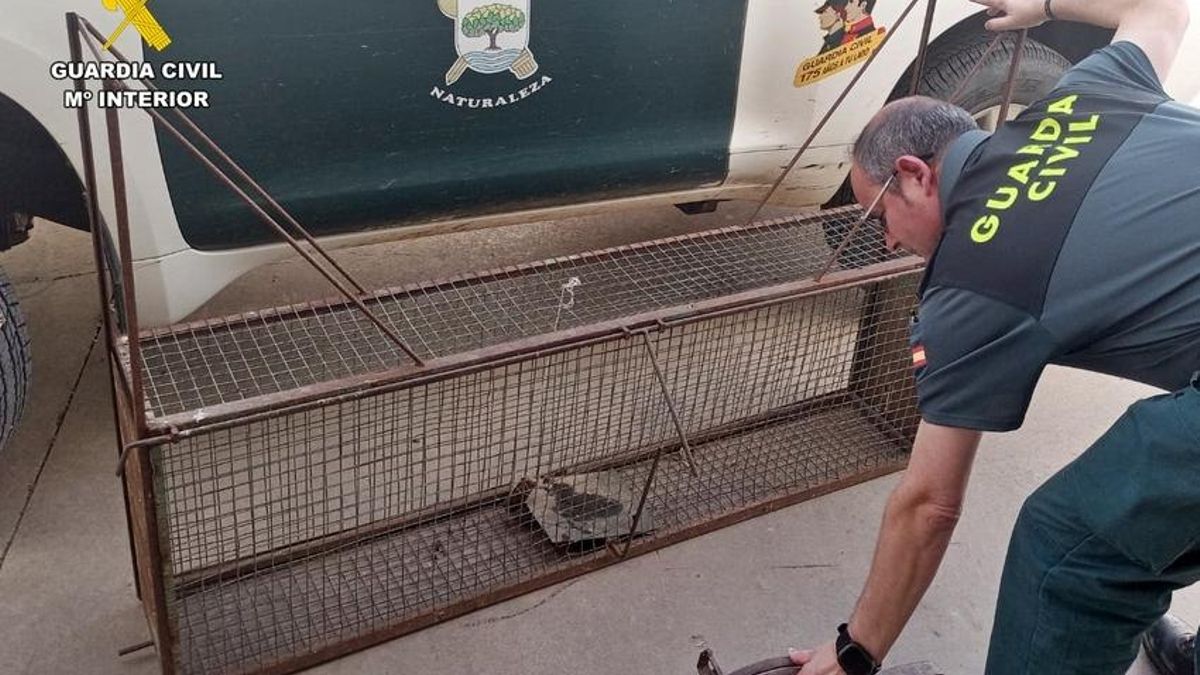 Un agente con la jaula trampa y el cepo hallados en la finca de Montemolín.