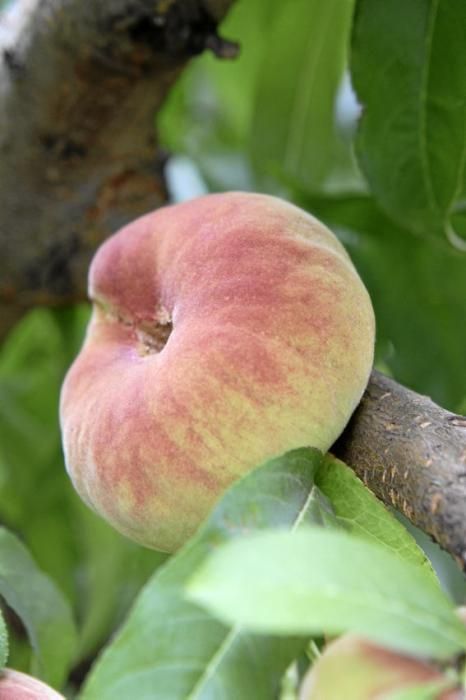 Auf seiner Plantage mit 2.500 Bäumen bei Manacor erntet Maties Adrover von Mai bis September Pfirsiche. Er bemüht sich, Inselobst mit optimalem Reifegrad in den Handel zu bringen.