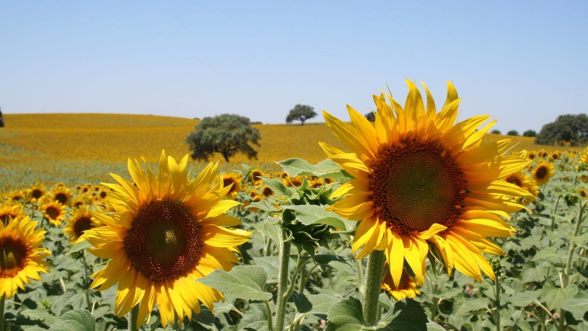 Girasoles en una finca de la provincia de Córdoba.