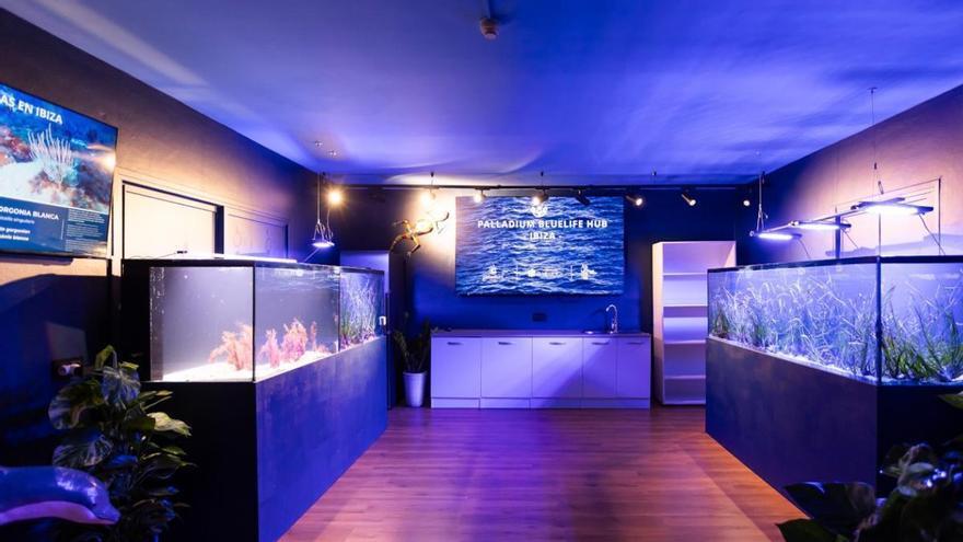 Palladium estrena en Ibiza un vivero de posidonia para proteger el Mediterráneo