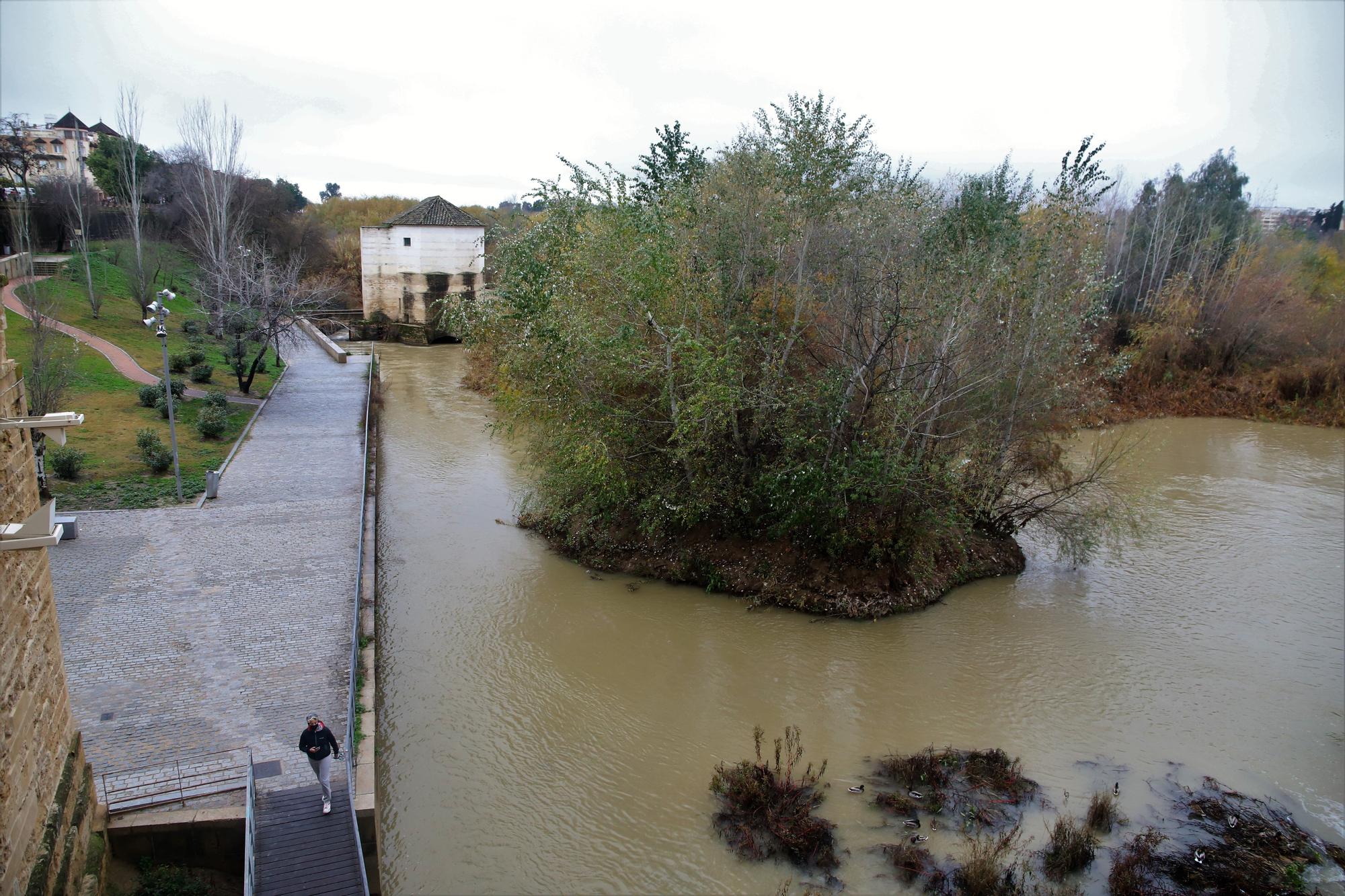 La vegetación no deja ver el río Guadalquivir