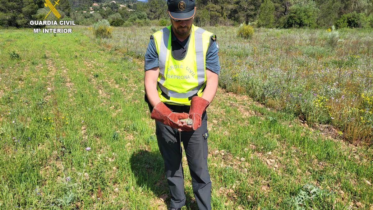 La Guardia Civil libera un lagarto de una especie protegida atrapado en Xàtiva