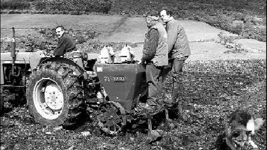 Varios agricultores de patata, en una finca de Grandas de Salime.