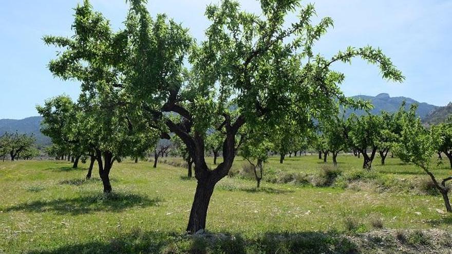 Campo de cultivo en la zona de Mula.