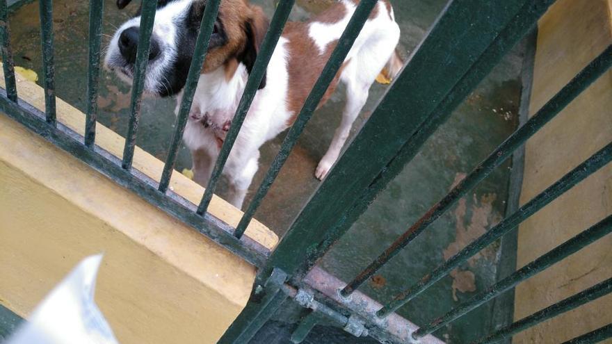 Uno de los perros que actualmente está en el centro canino de Son Reus.