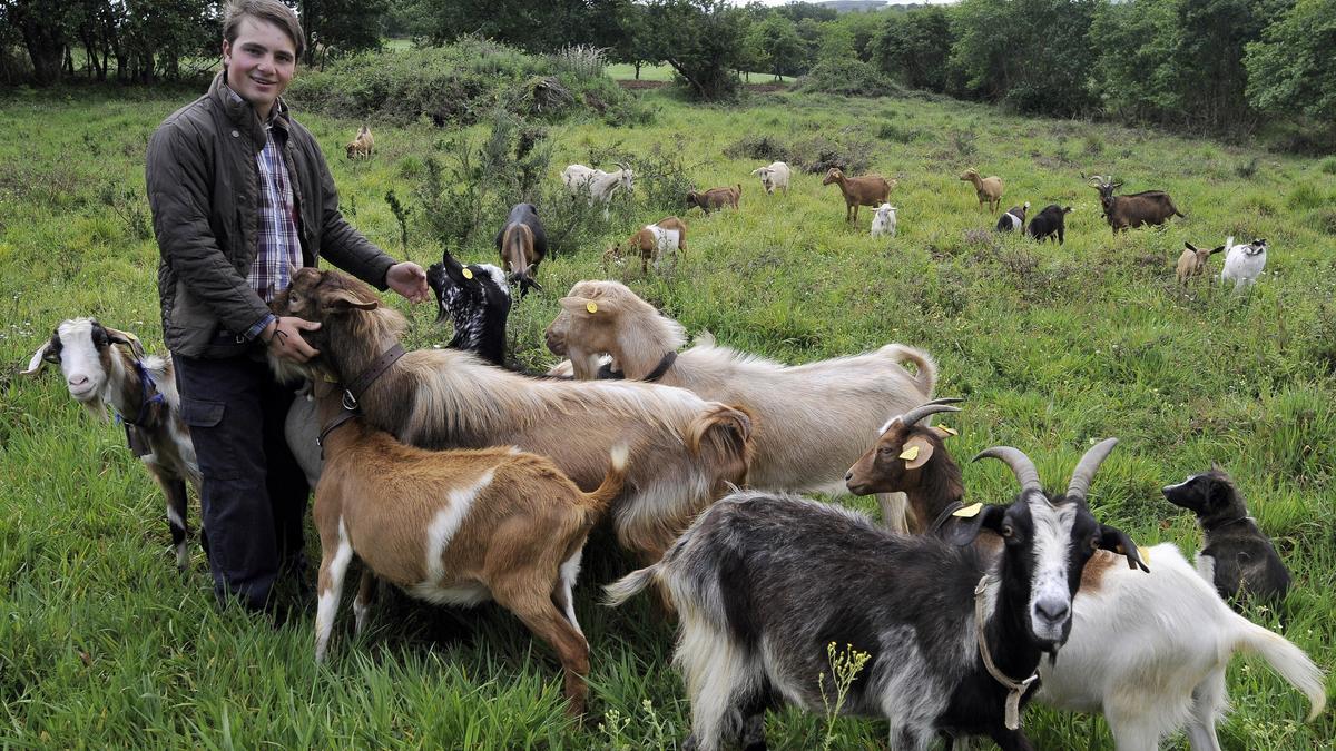 Cabras en una explotación de Vilatuxe.