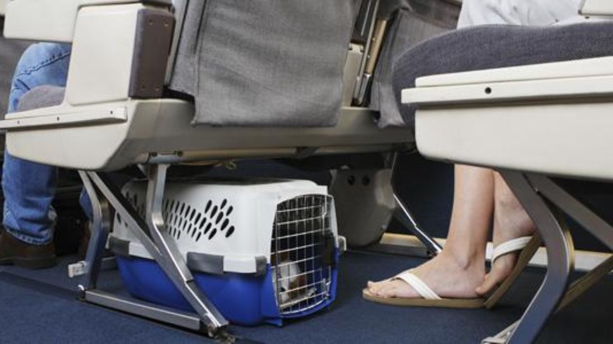 Todo lo que debes tener en cuenta a la hora de viajar con mascotas