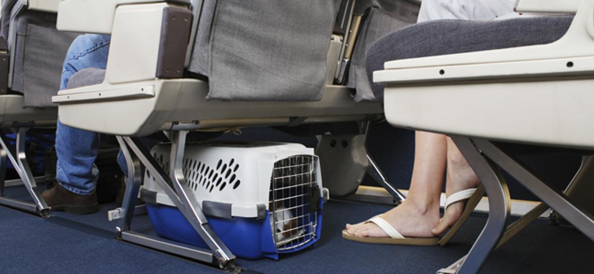 Cómo viajar con mascotas