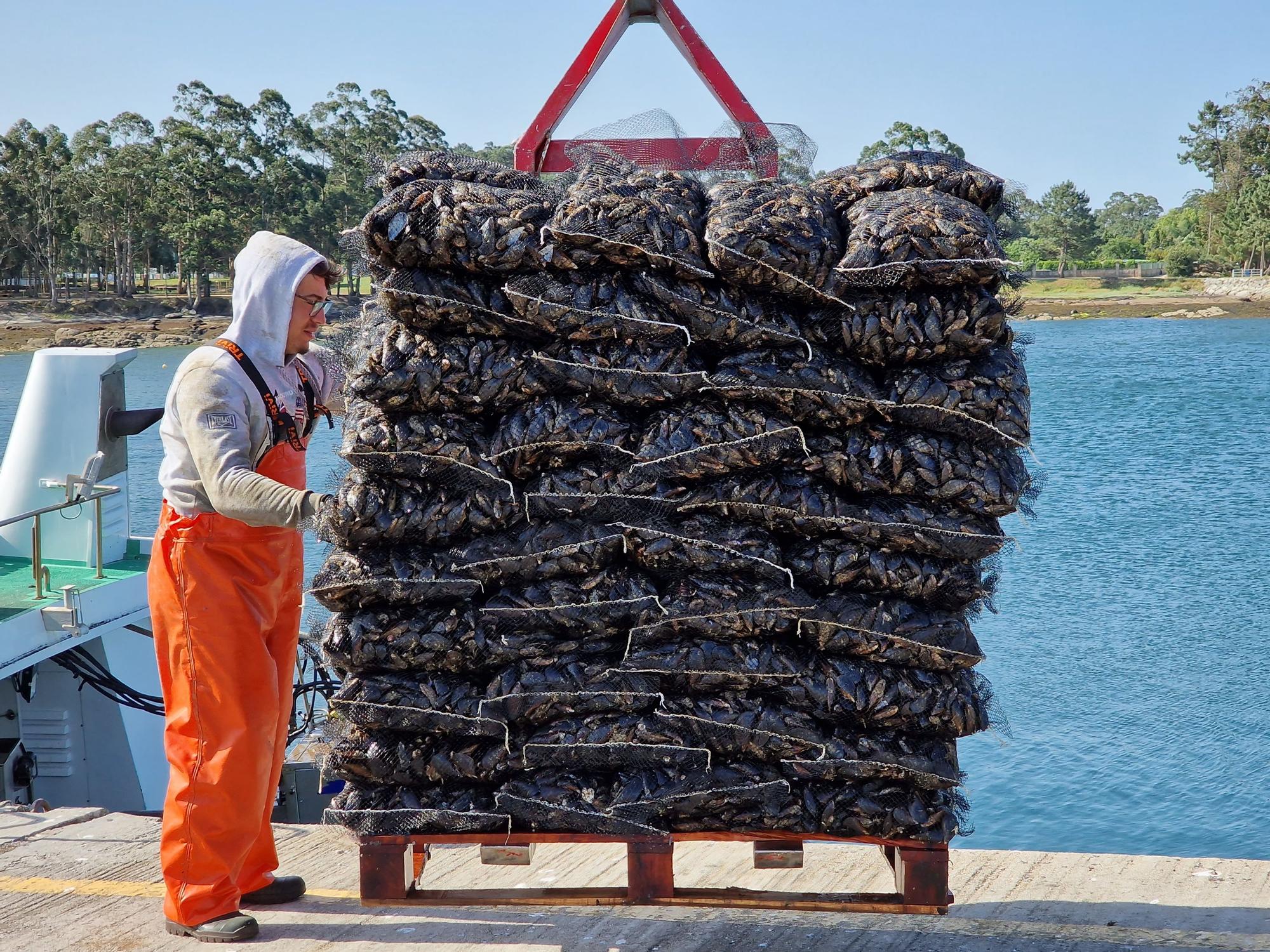 Descargas de mejillón en Arousa.