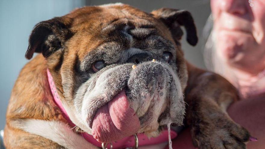 Les presentamos a Zsa Zsa, oficialmente el perro más feo del mundo