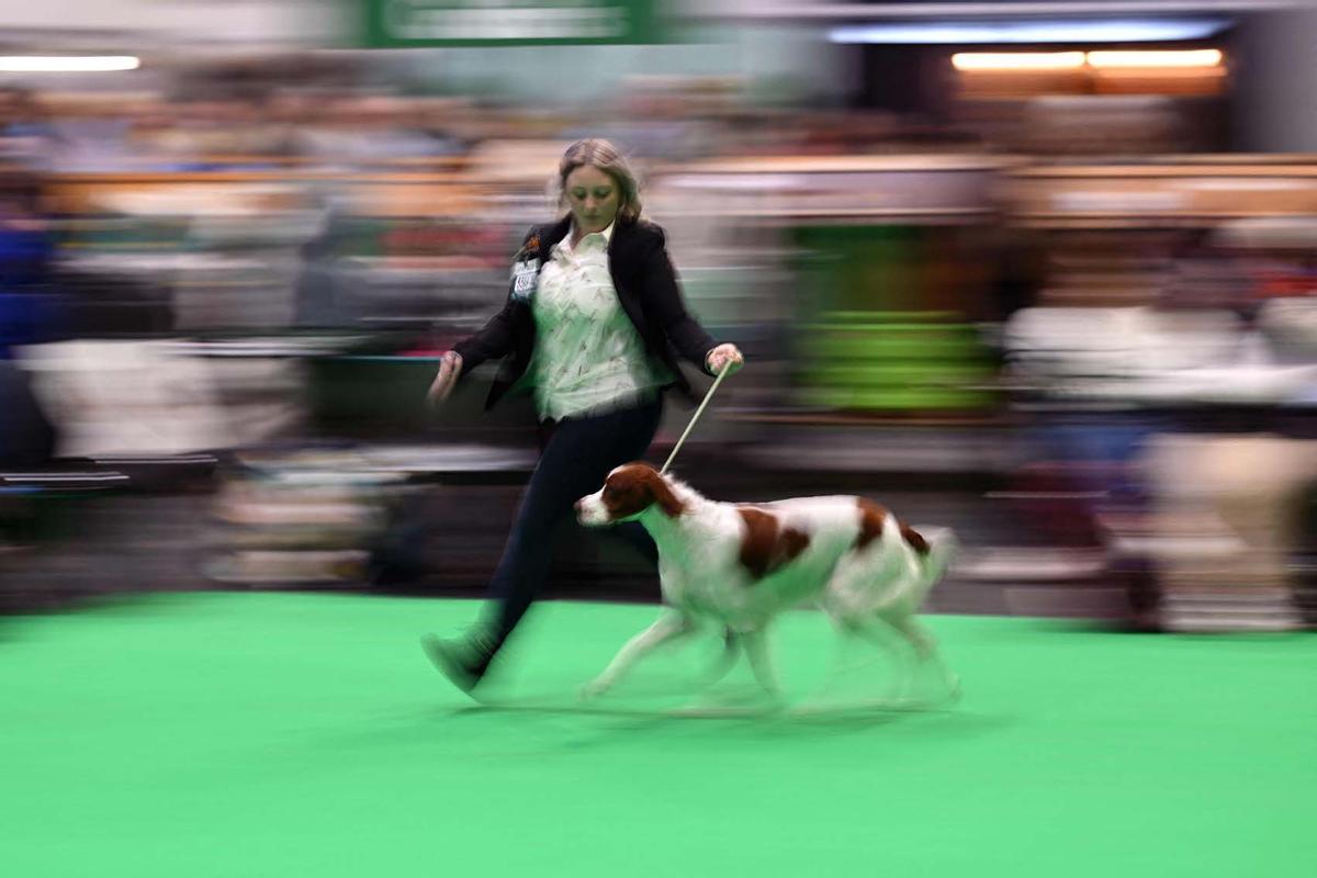 Exposición canina en el Centro Nacional de Exposiciones de Birmingham