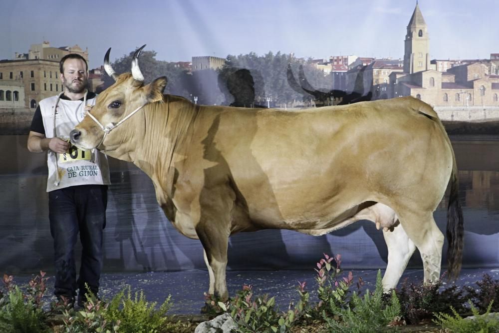 Las mejores vacas de Asturias se citan en la Feria de San Antonio de Gijón.