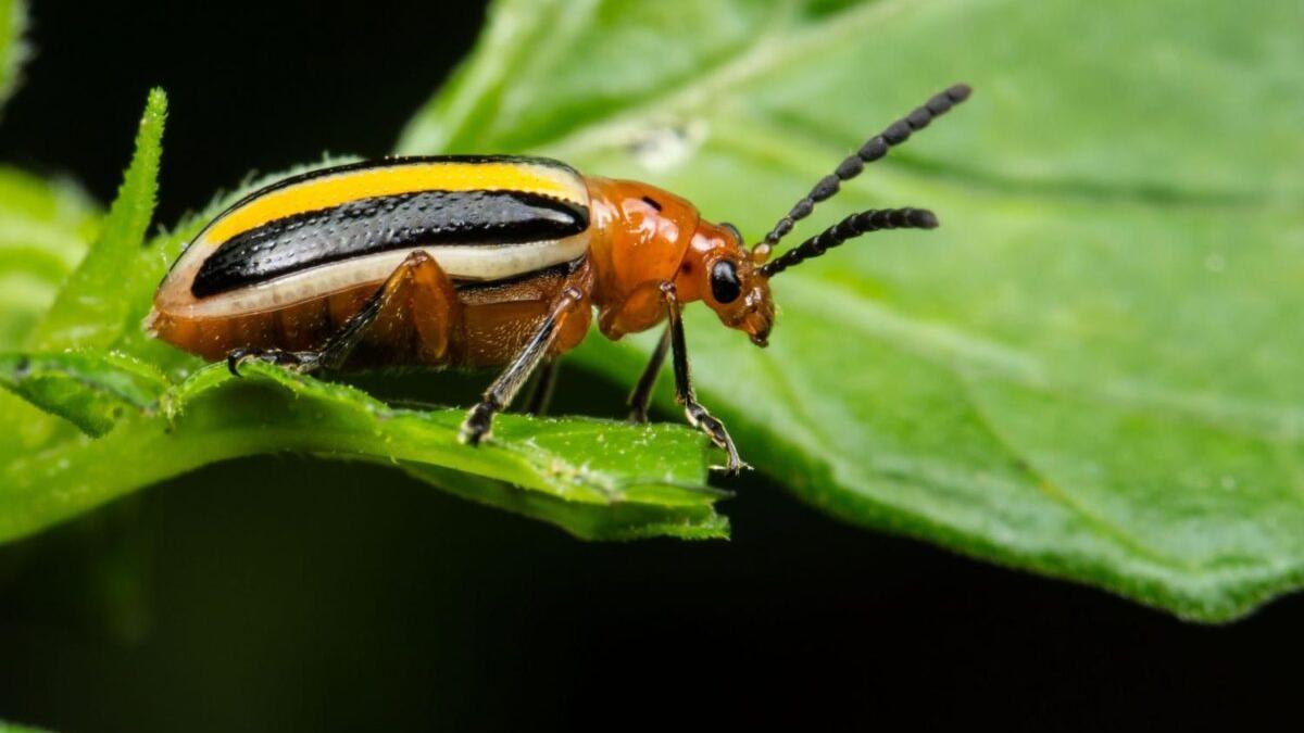 Descubren que las plantas ‘planifican’ su lucha contra los insectos