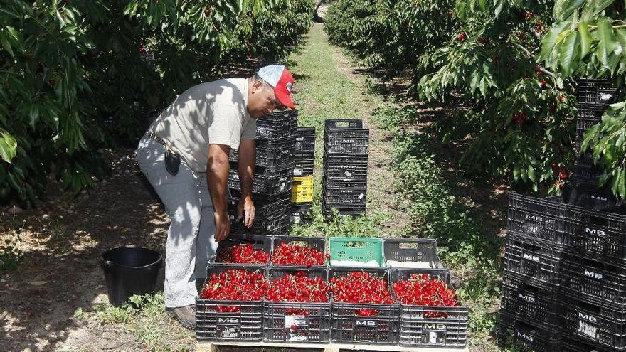 Aragón facilitala incorporaciónde trabajadoresa la campañade la fruta