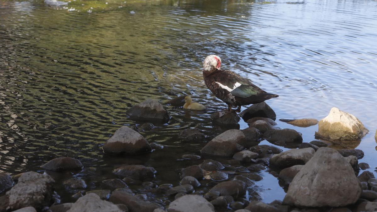 Hoy en día, los patos son de los pocos que se atreven a remojarse en el Ebro.
