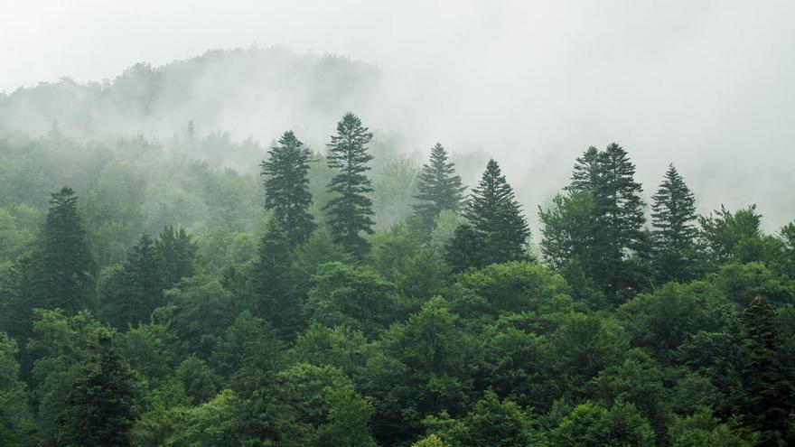 El efecto fertilizante del CO2 está disminuyendo.