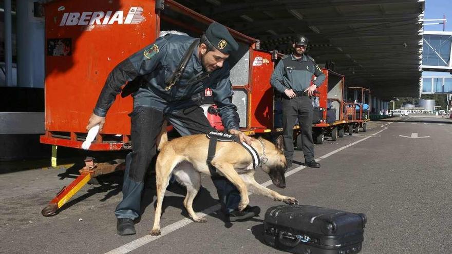 Guardianes de la seguridad con el olfato más refinado