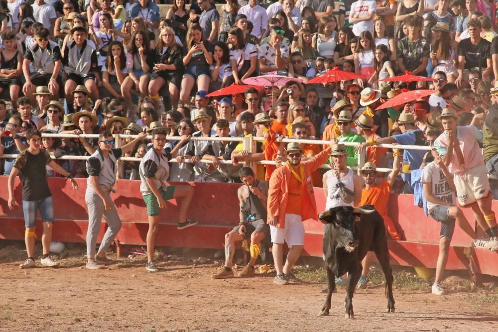 Les vaquetes de Santpedor en imatges