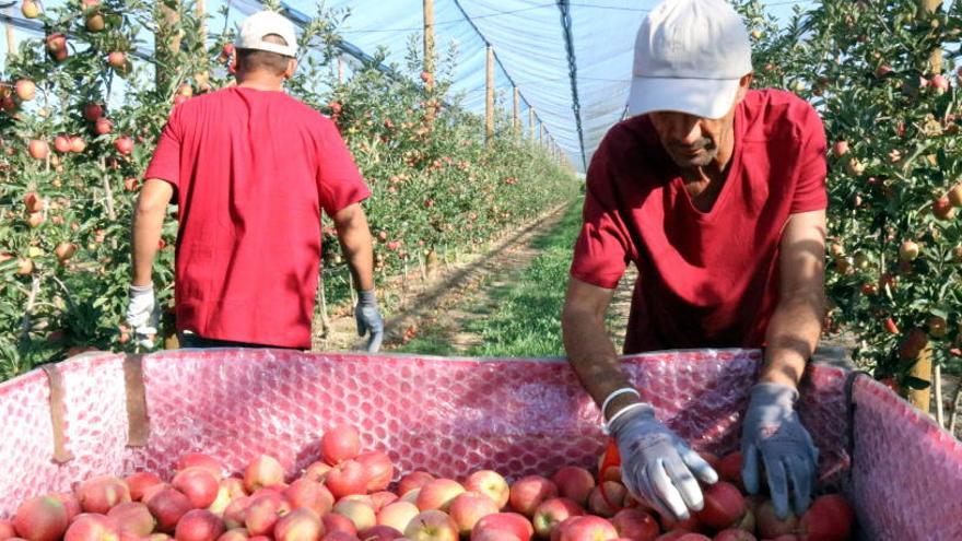 El temporal de neu ha deixat &quot;efectes positius&quot; en el conreu gironí, especialment entre el cereal i els arbres fruiters