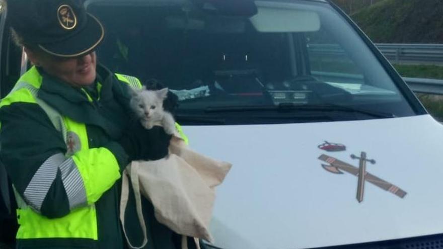 Eva, la agente de la Guardia Civil de Tráfico con el gato que rescató.