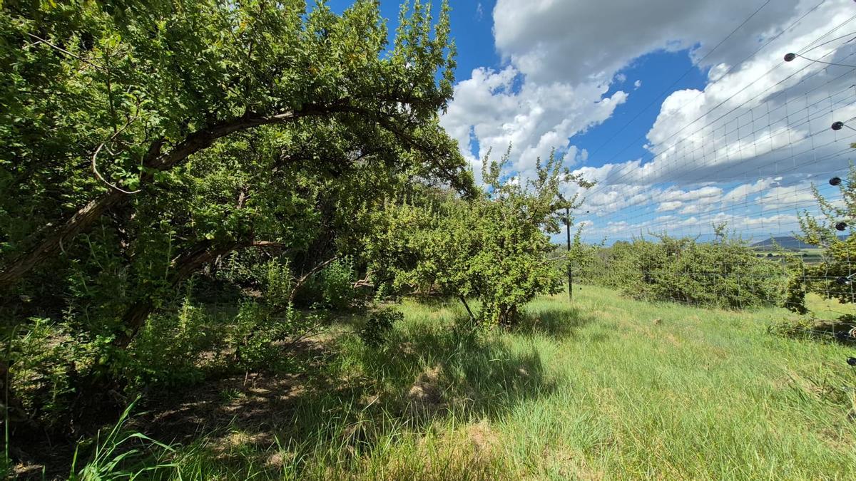 Así es el santuario de Sudáfrica donde se hospedarán los leones.