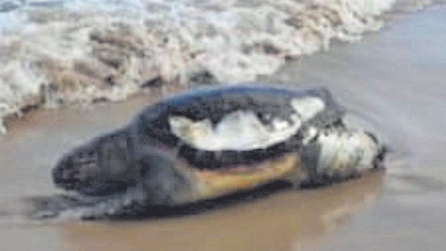 Aparece una tortuga muerta en la playa del Port de Sagunt