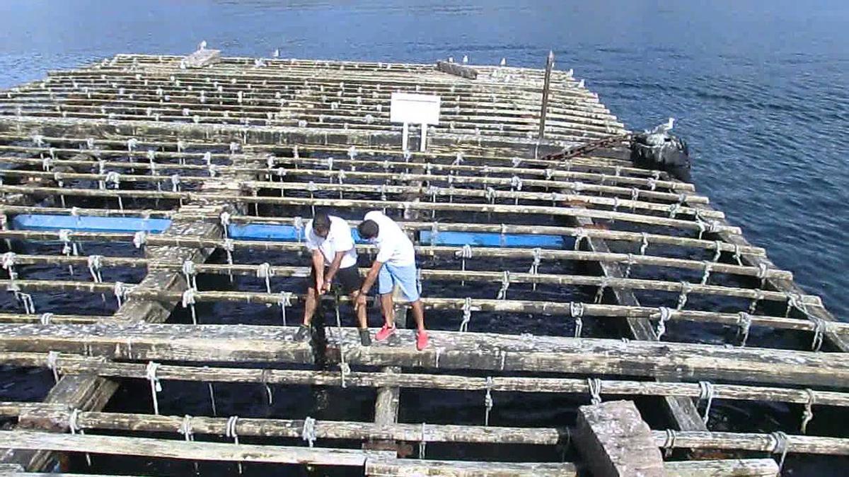 El cultivo del mejillón es una fuente de ingresos fundamental en el Cantábrico