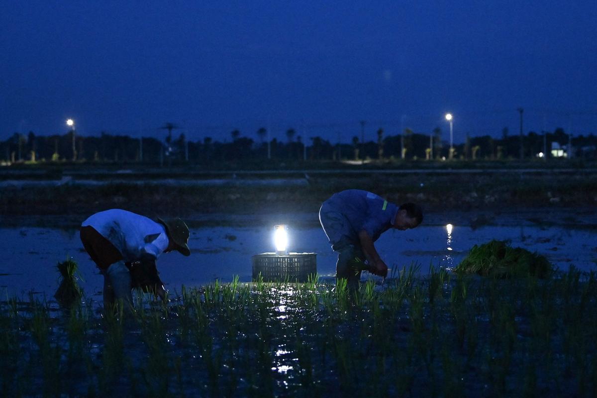 Plantar arroz de noche en Vietnam