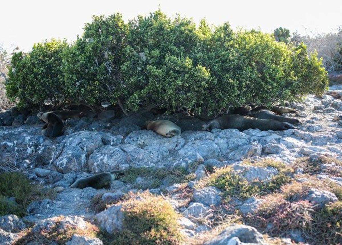Una colona de leones marinos descansan a la sombra de los árboles en la isla Plaza Sur.