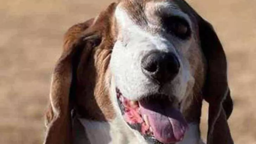 La historia de superación de Flynn, la perrita tuerta más famosa de Instagram