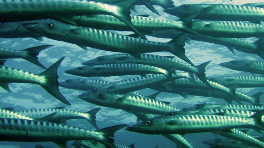 Los laboratorios de biología marina serán los nuevos caladeros del mundo