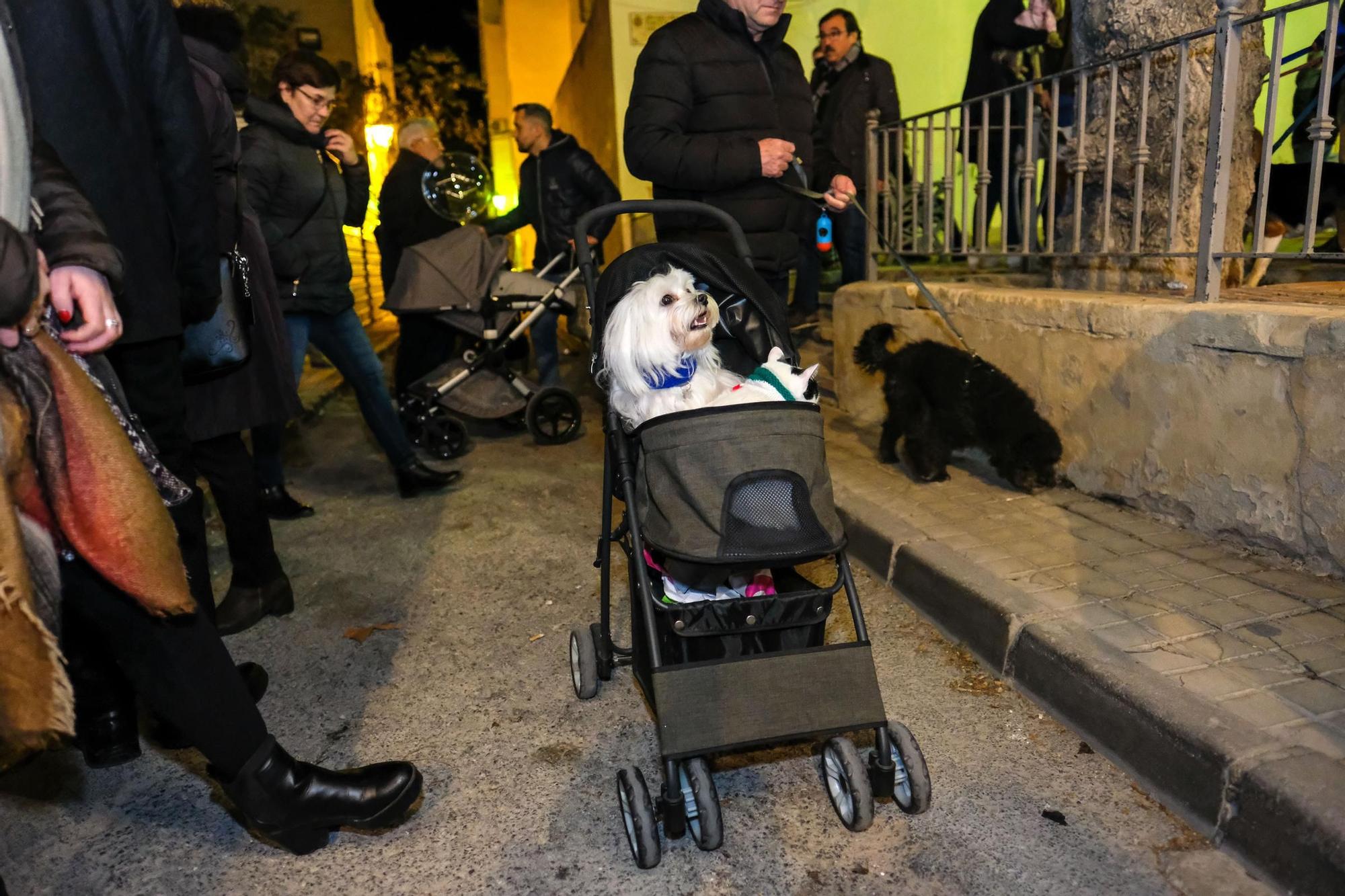 Así fue la última media fiesta de Elda el día de San Antón de 2020 dos meses antes de irrumpir la pandemia de Covid-19