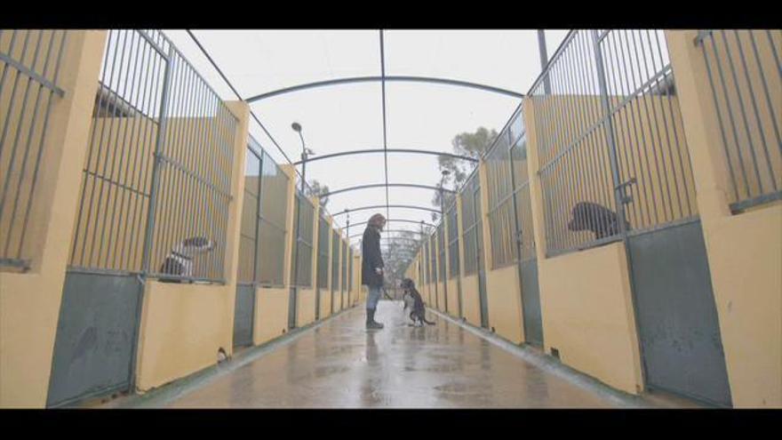 Dani Rovira viraliza un vídeo del Govern sobre la adopción de animales