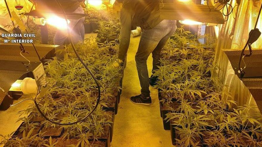 La Guardia Civil halla 700 plantas de marihuana en dos viviendas