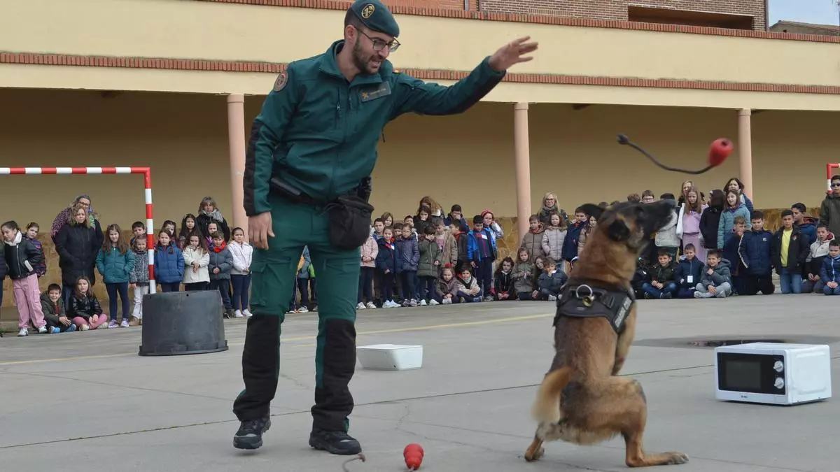 Exhibición de la Guardia Civil en Benavente: De drones con cámara térmica a perros rastreadores