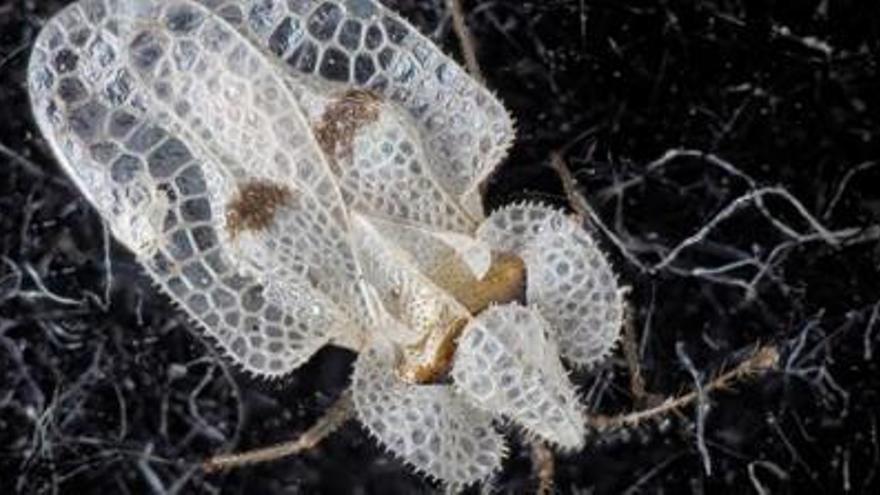 La plaga Corythuca ciliata (tigre de plàtan).