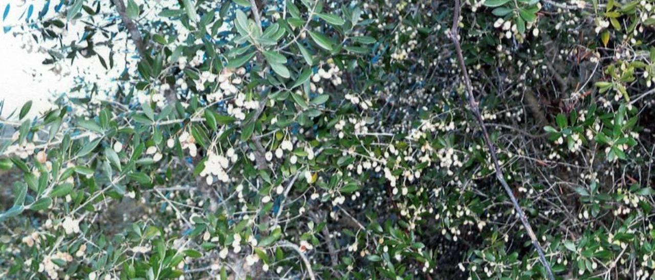 Detalle de las olivas acebuchinas de visible color blanco del árbol de Maria de la Salut.