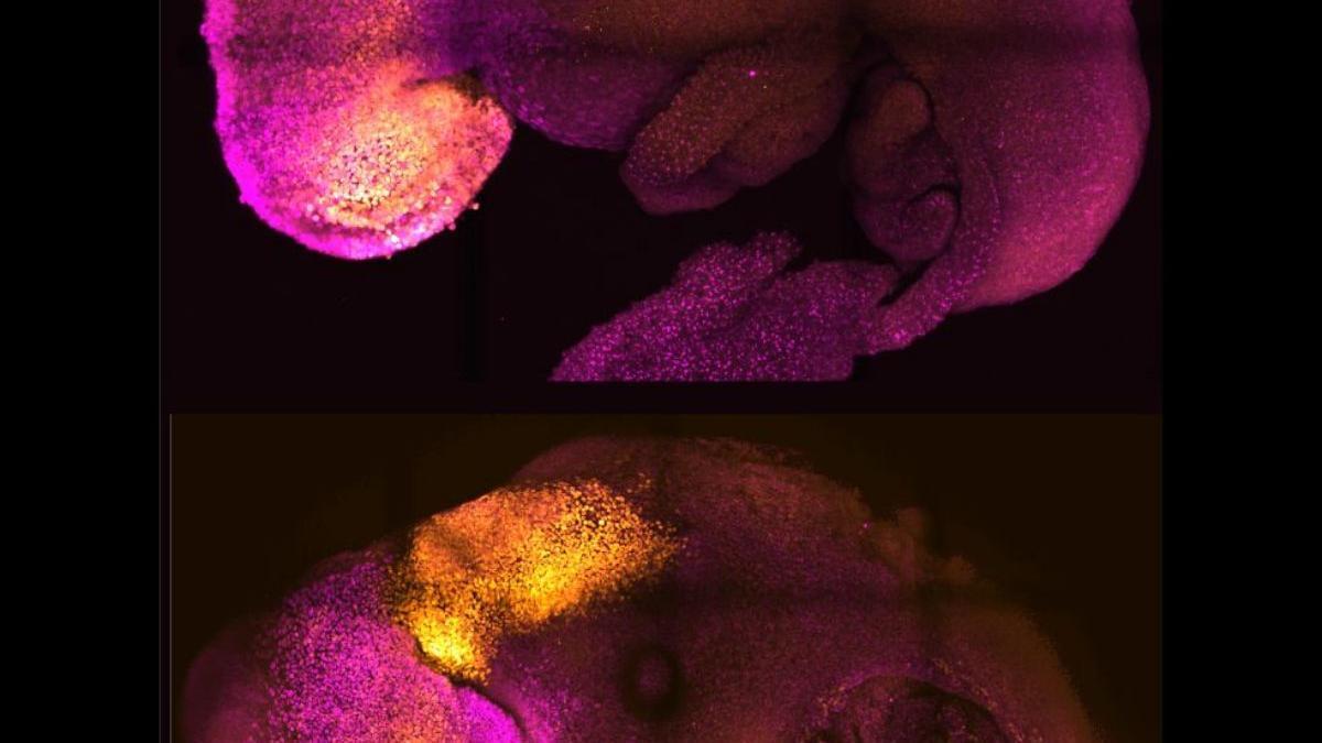 Embriones naturales (arriba) y sintéticos (abajo) demuestran una formación cerebral y cardíaca comparable.