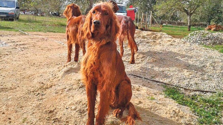 Hallan en Sencelles los cuerpos de dos perros en bolsas de pienso