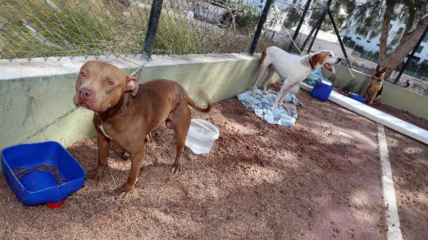 La Guardia Civil y la Policía Local de Artenara salvan casi a un centenar de animales