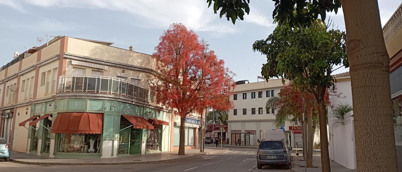 Un 'Brachychiton acerifolius' en plena floración en un rincón de Campanillas, esta semana.