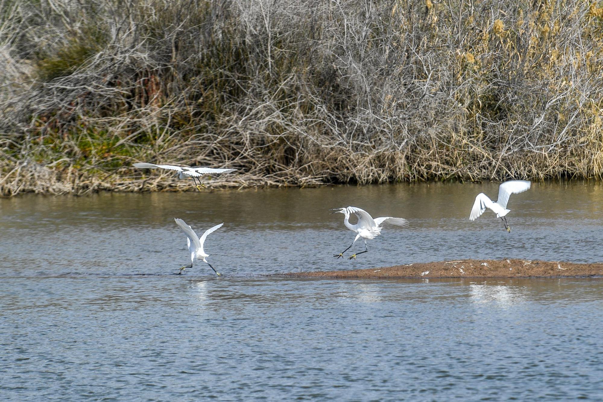 Avistamiento de fauna en la charca de Maspalomas