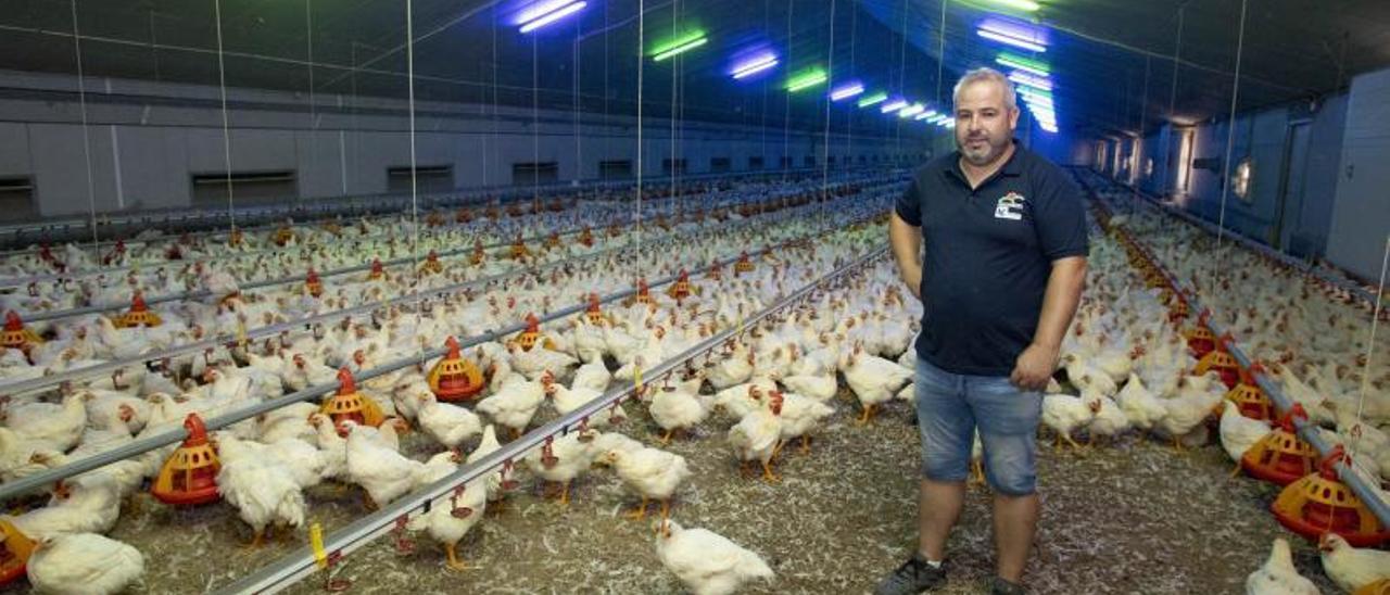 Gonzalo Català, en el interior de su granja avícola ubicada en Llutxent.  | PERALES IBORRA