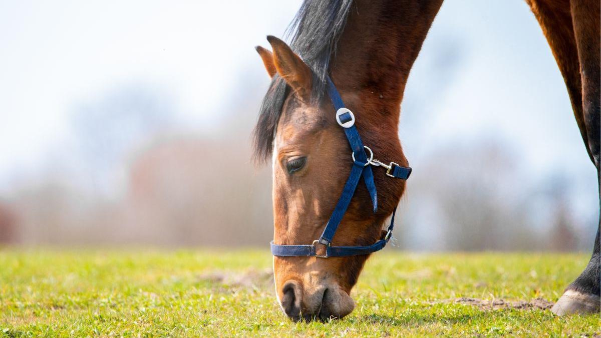 Dieta del caballo para adelgazar