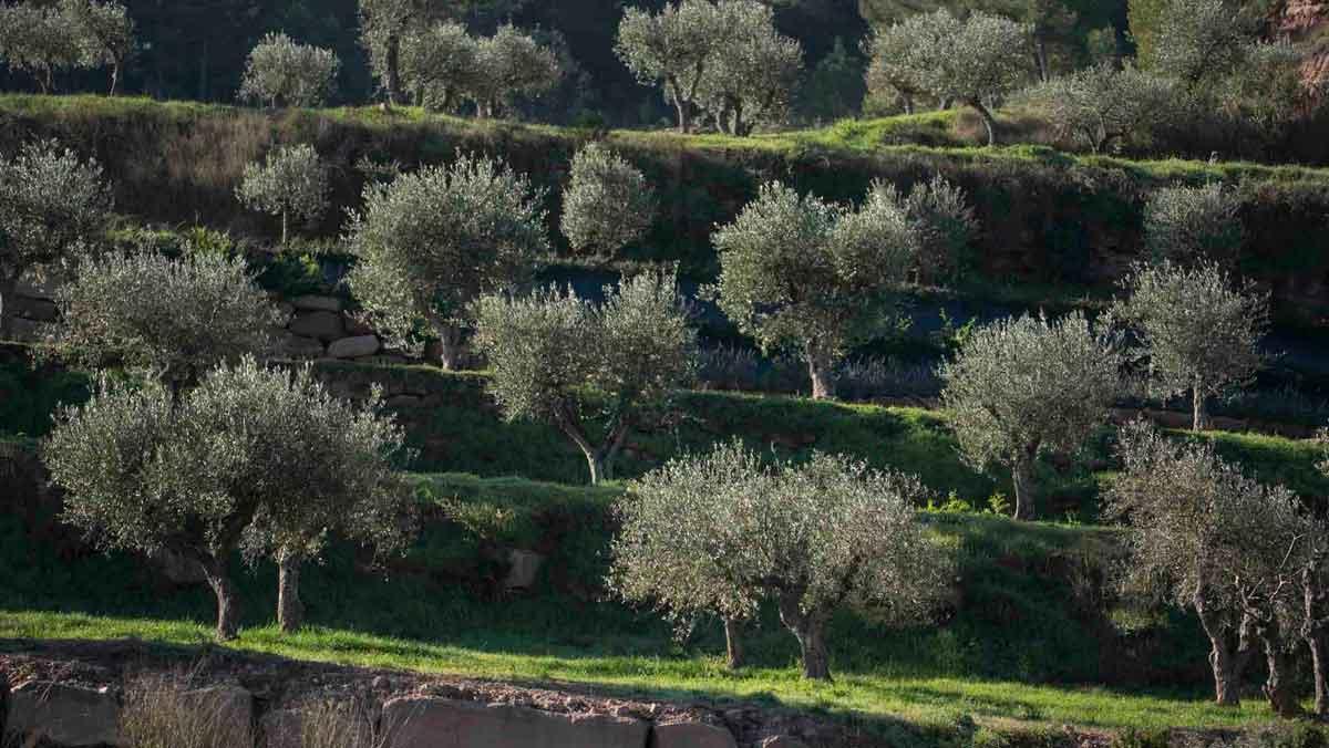 Olivos de la variedad corbella en los terrenos de Oli Migjorn en el Bages.