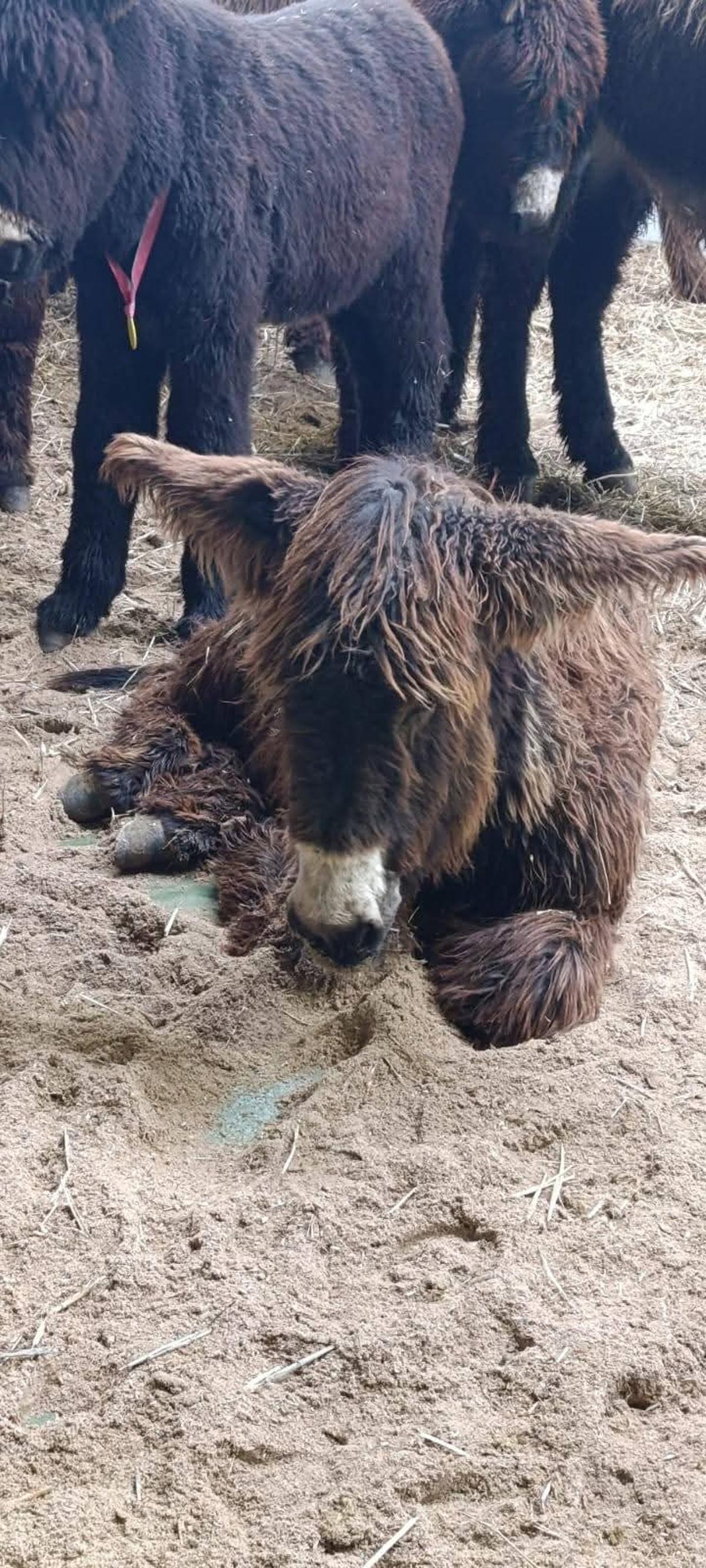 Cría de un burro de la raza zamorano-leonesa