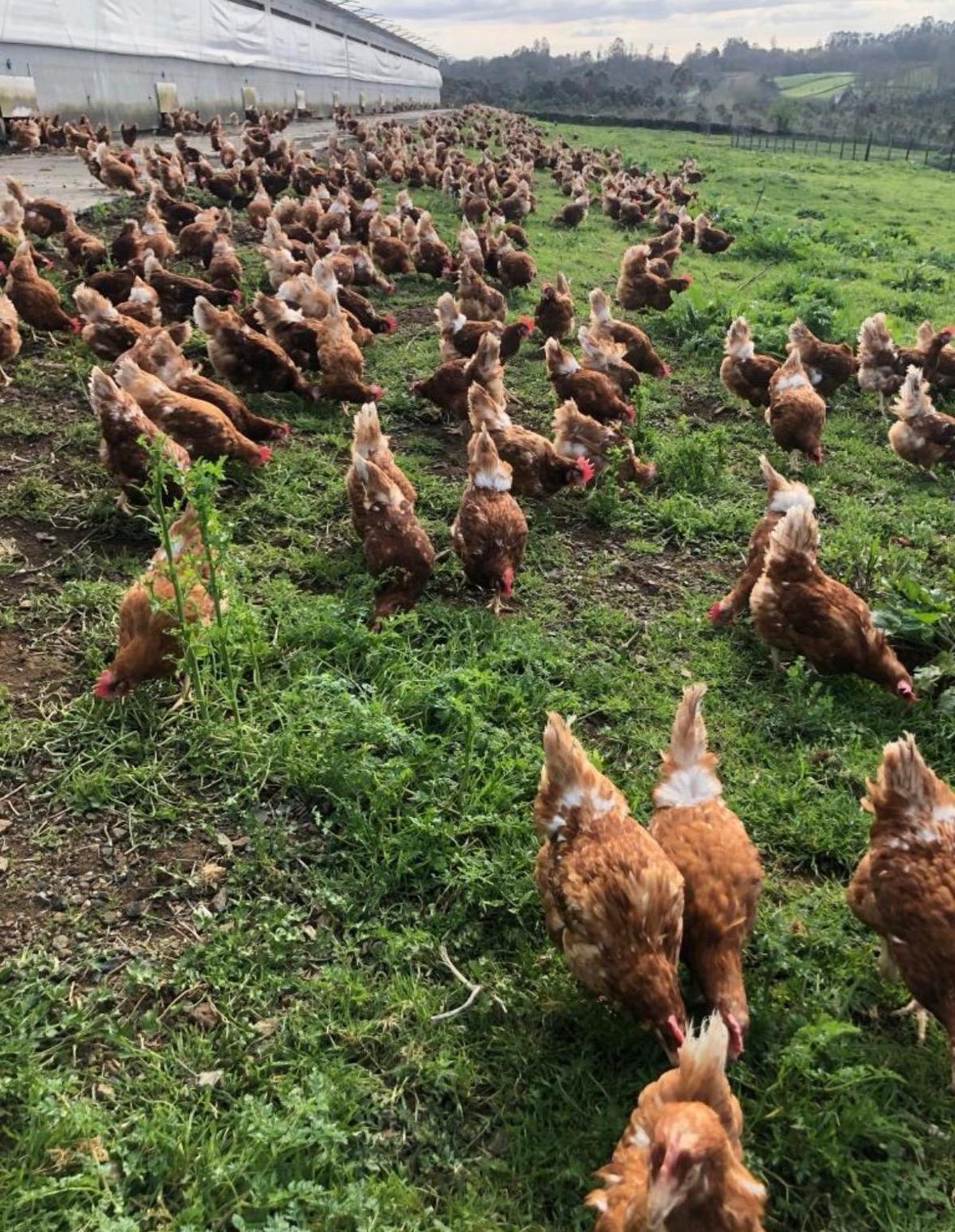 Gallinas de la explotación El huevo de la abuela.