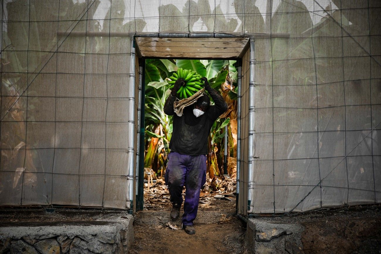 Agricultores recogen los plátanos de sus fincas llenas de ceniza del volcán en erupción en La Palma